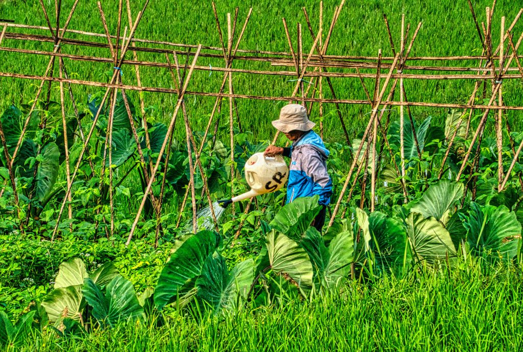 PLATFORM CONVERSE:1 SIGNIFICANT FIRST INSURANCE INTRODUCES AGRICULTURE